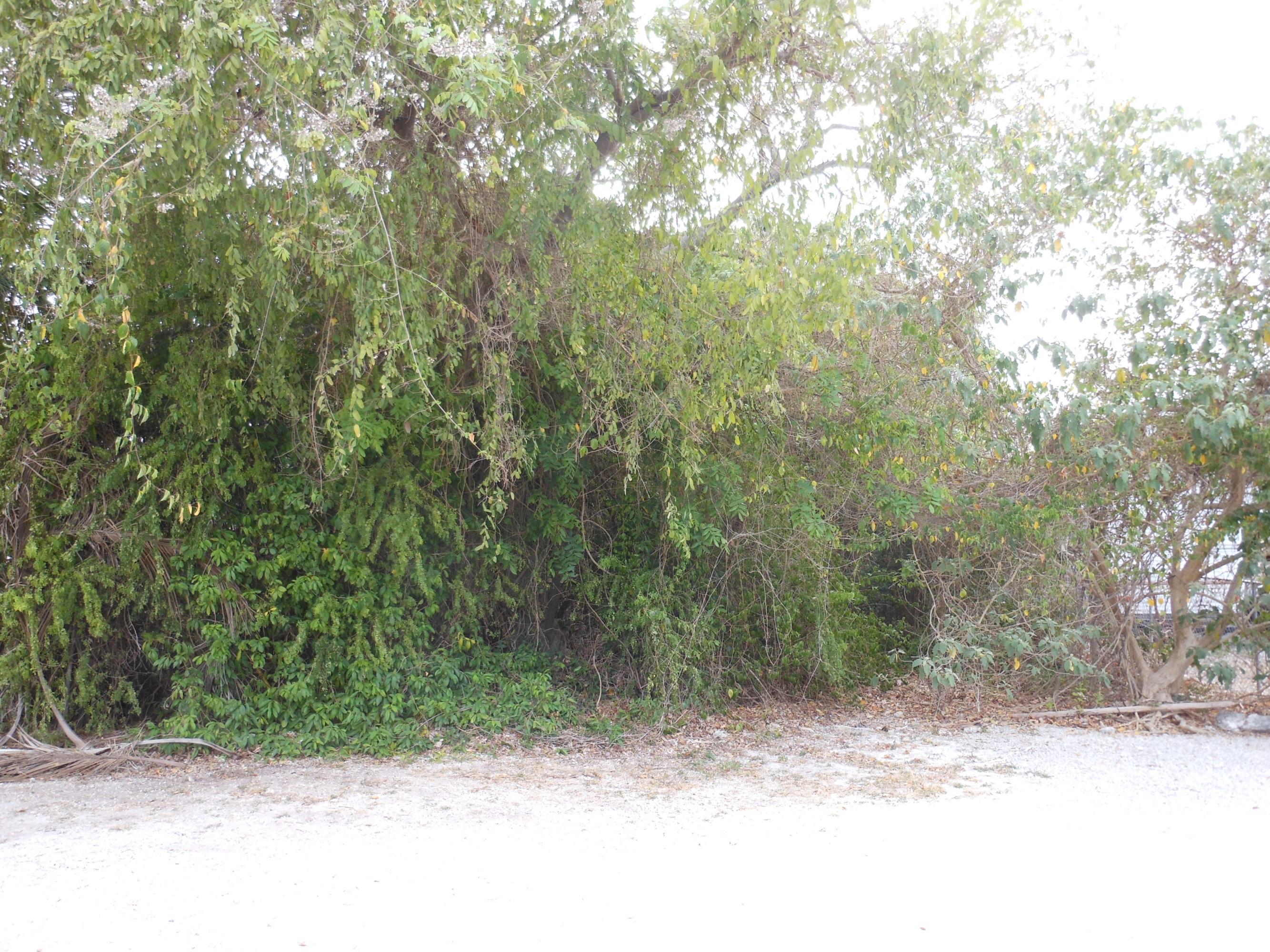 242 West Indies Road Tavernier, FL 33070 - Photo 4 of 6 View from Dove Lake Dr (2)