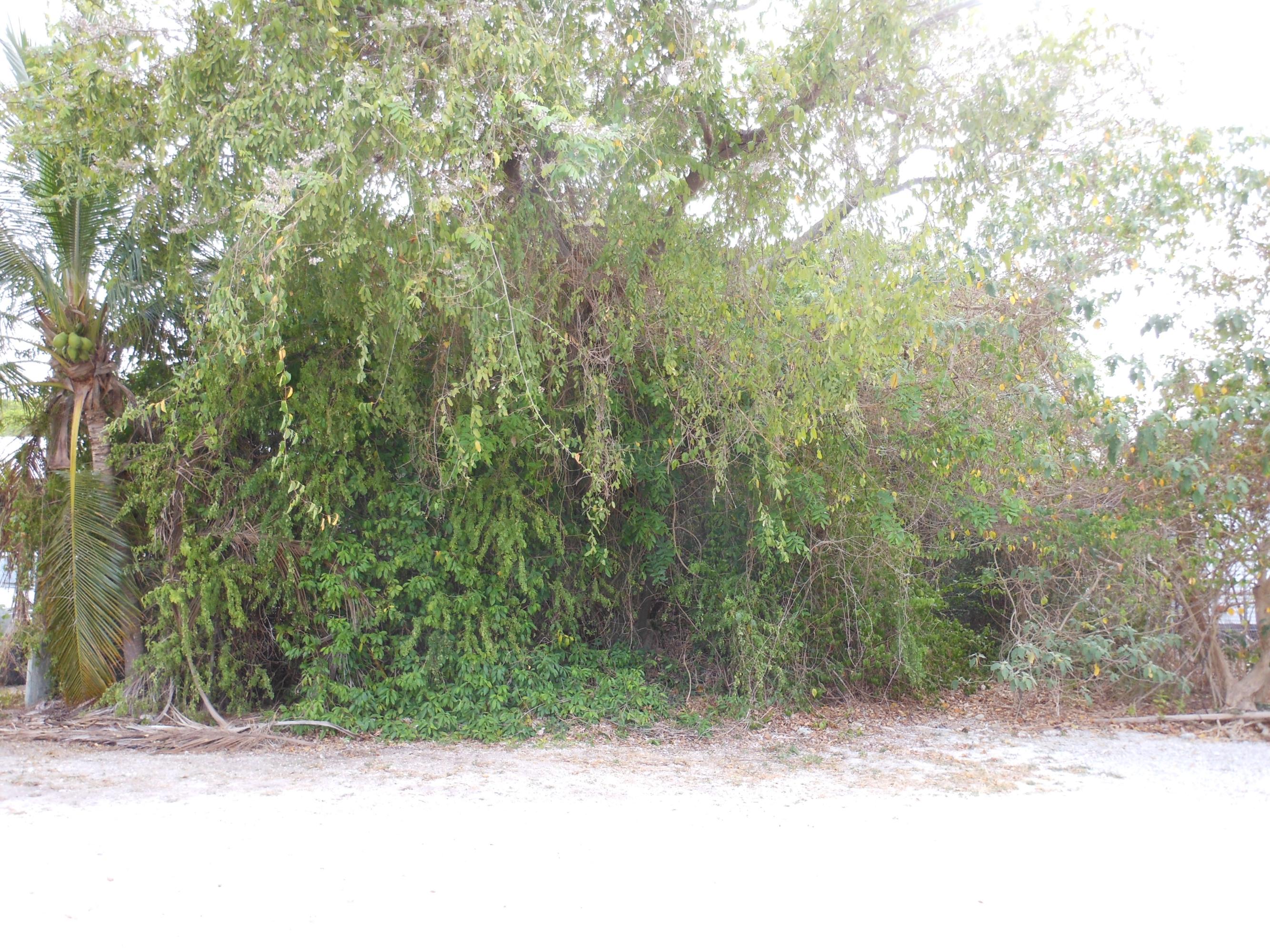 242 West Indies Road Tavernier, FL 33070 - Photo 5 of 6 View from Dove Lake Dr (3)