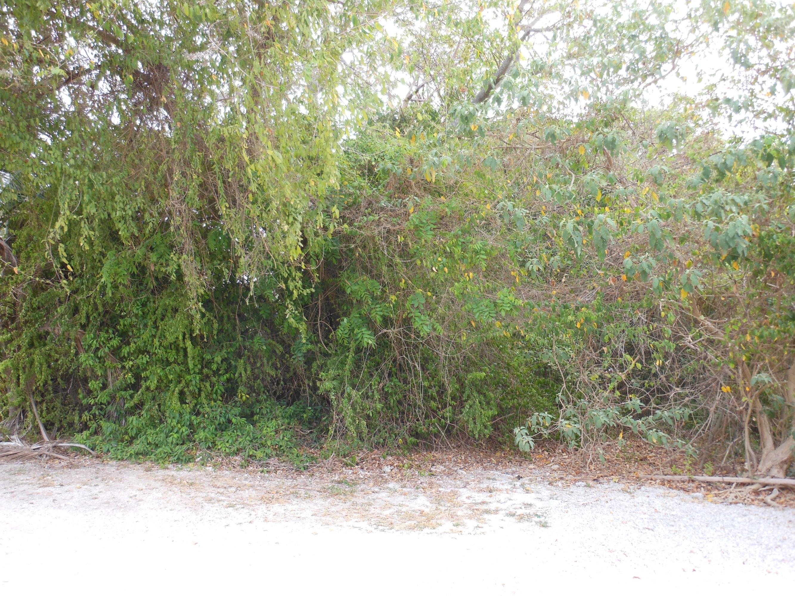 242 West Indies Road Tavernier, FL 33070 - Photo 6 of 6 View from Dove Lake Dr (4)