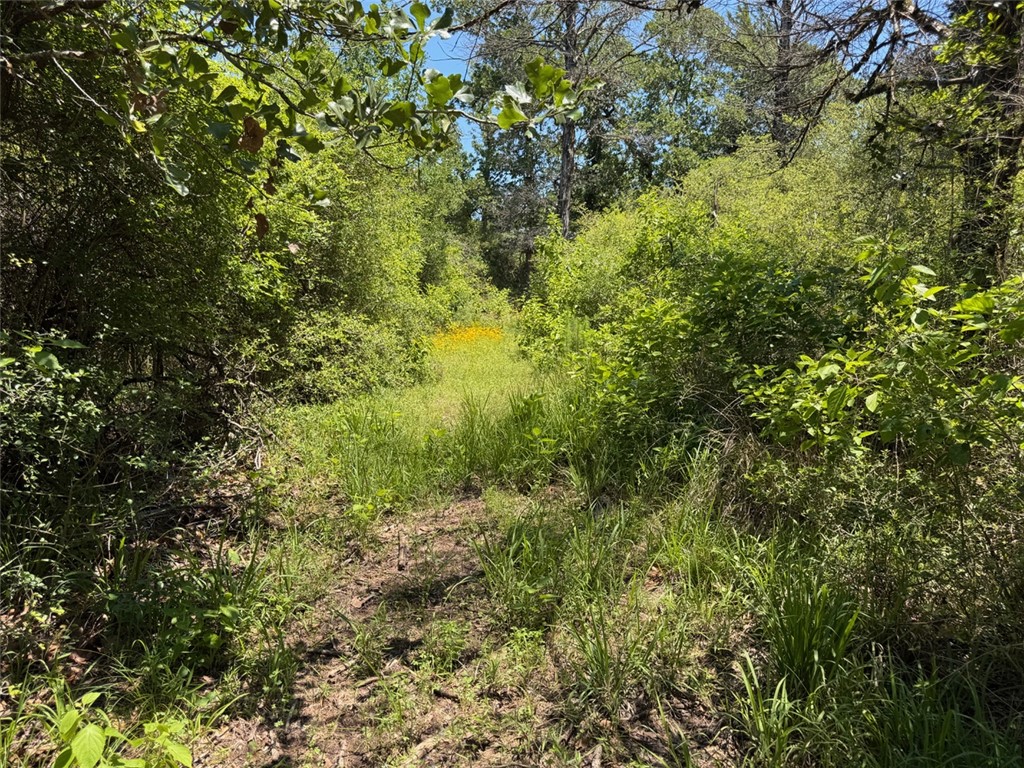 3454 Co Road Marquez, TX 77865 - Photo 35 of 35 a view of a lush green forest