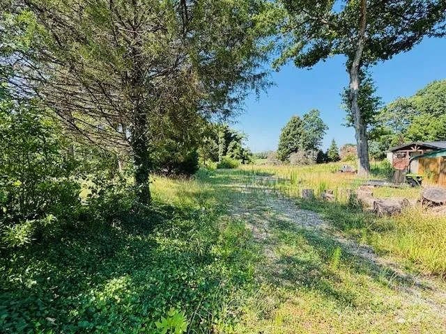 a view of a yard with plants and large trees