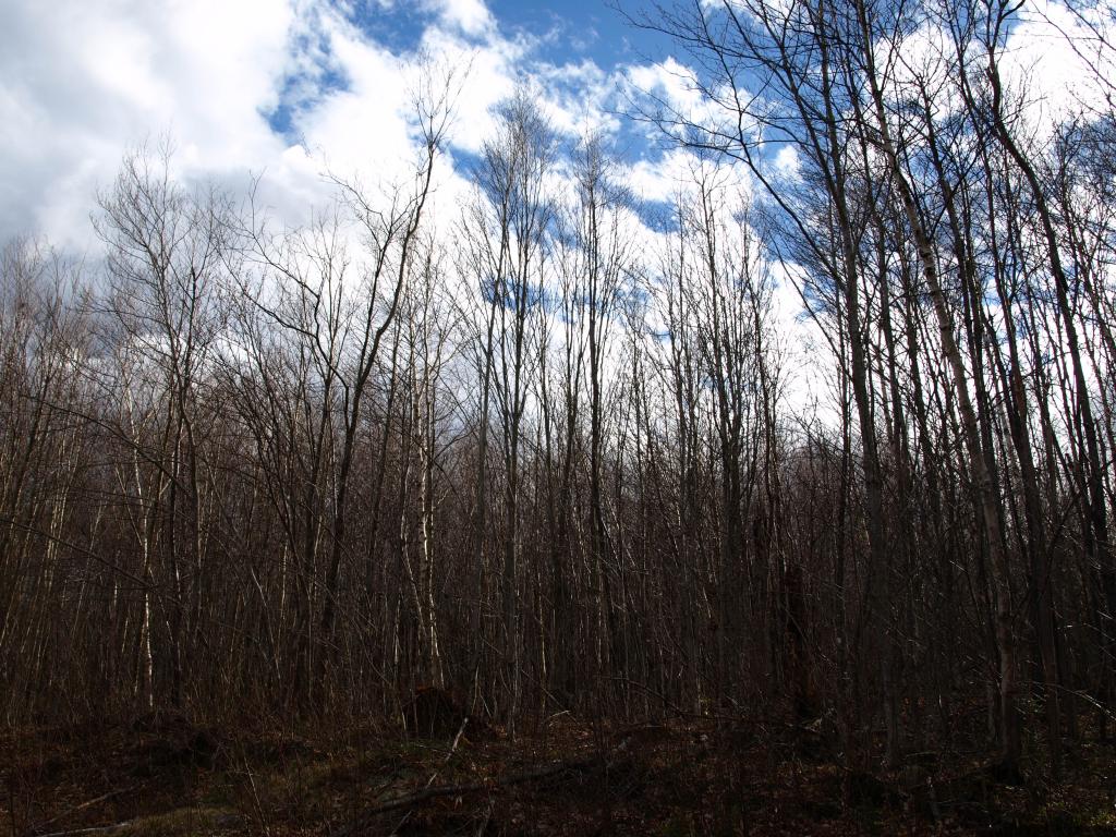 1767.3 Stevens Mill Road Jay, VT 05859 - Photo 5 of 5 Gallery Image 5