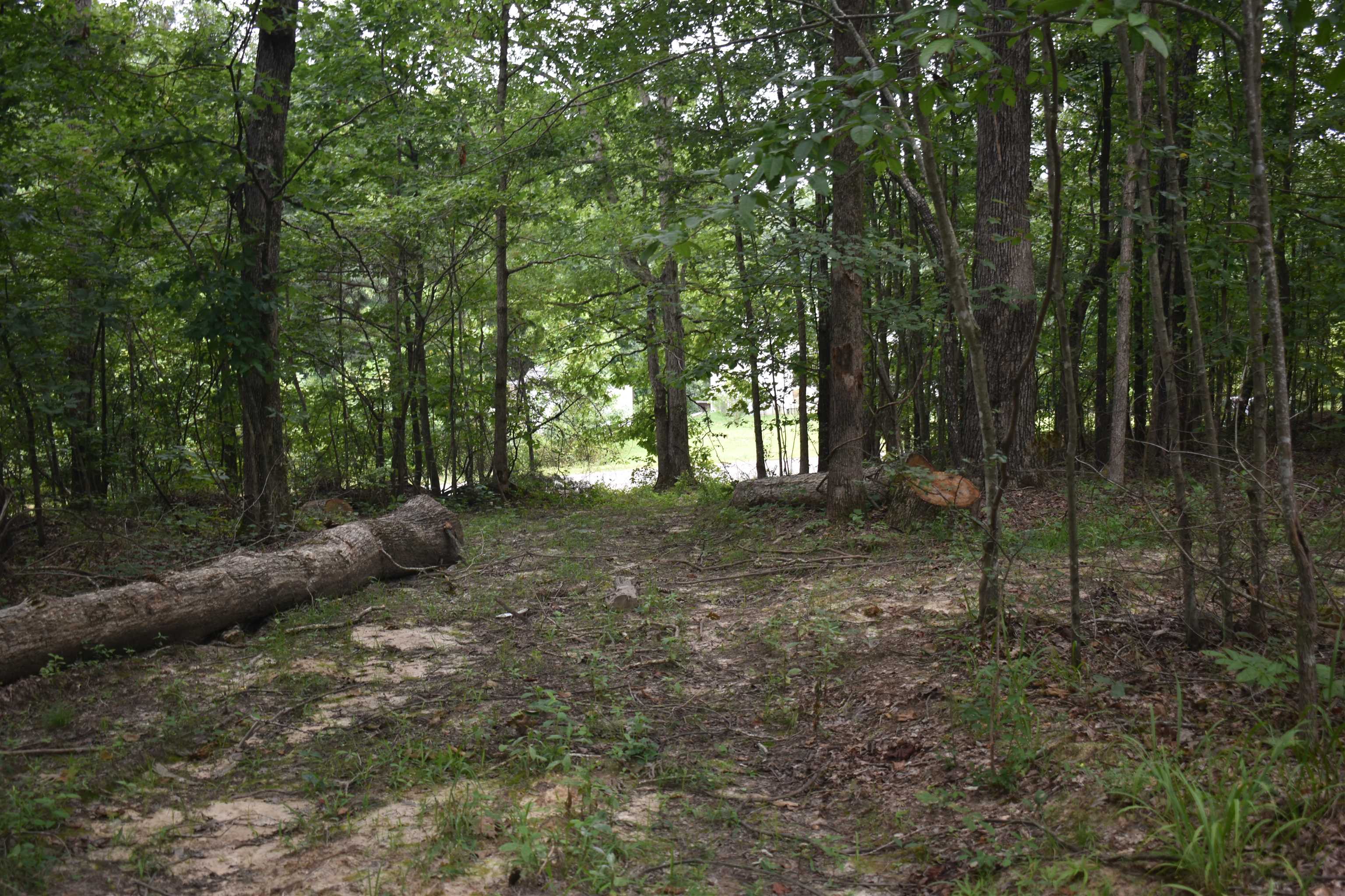 a view of a forest that has large trees