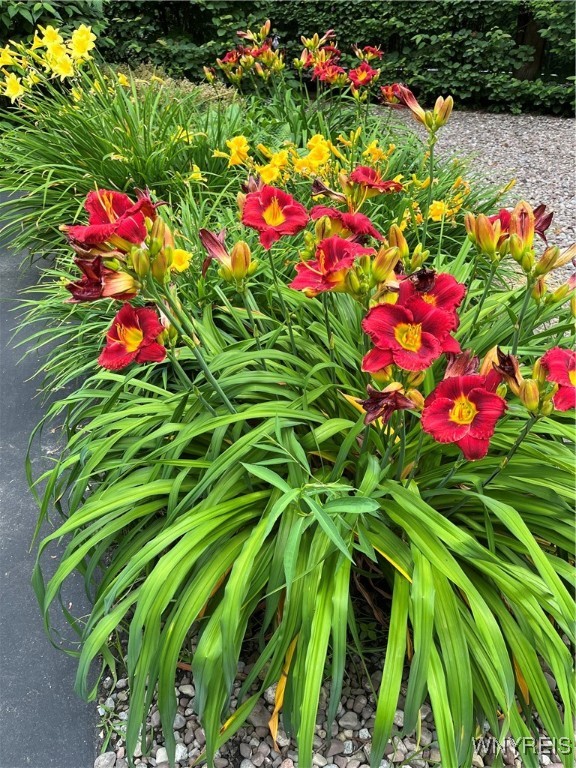 7353 Ward Road Boston, NY 14127 - Photo 7 of 45 LOVELY LANDSCAPING