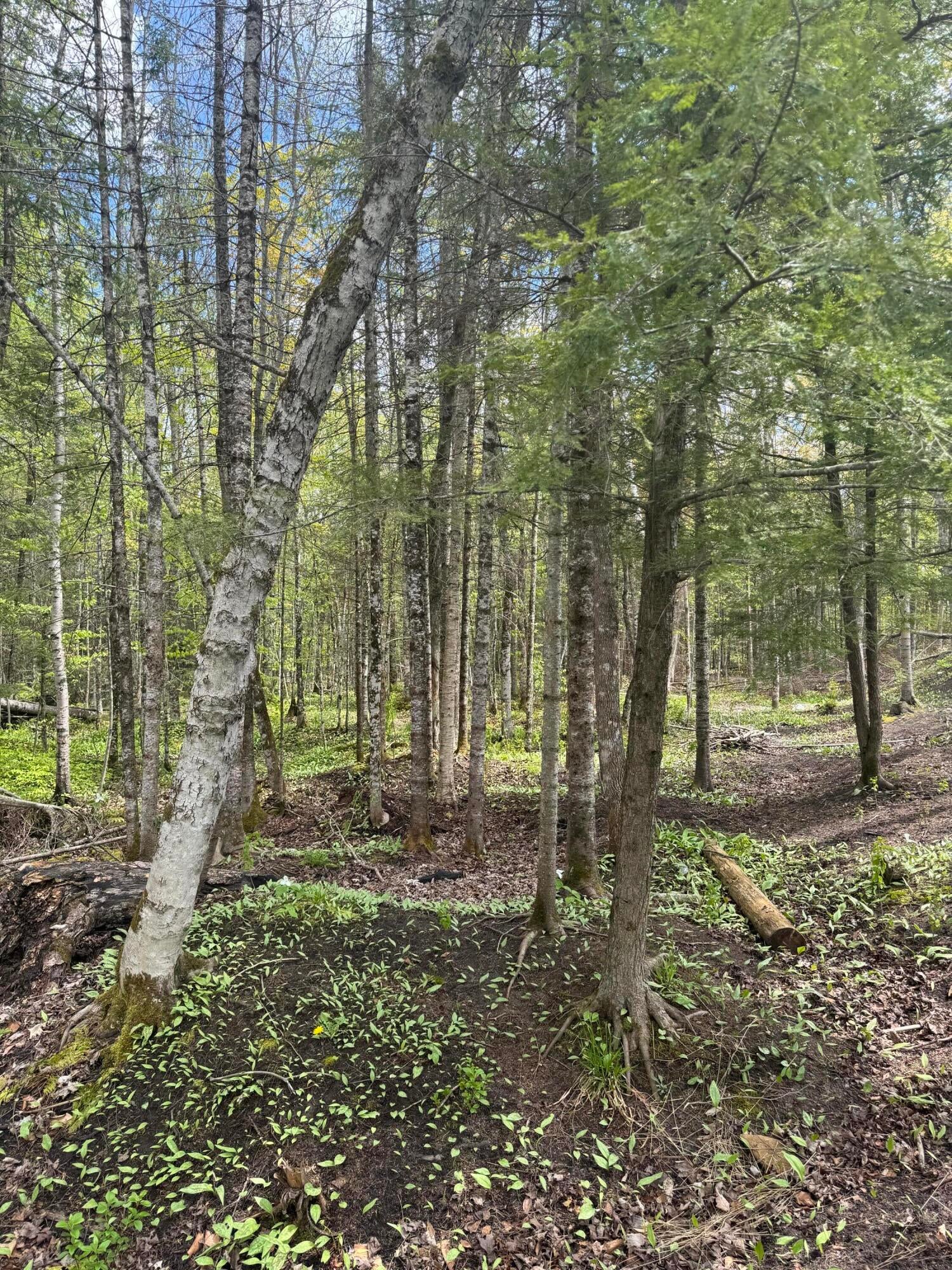 W19474 McGahn Road Germfask, MI 49836 - Photo 28 of 29 Gallery Image 28