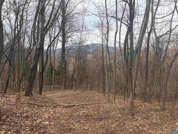 a view of a yard with large trees