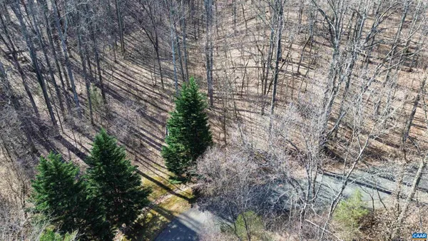 a view of a forest with lots of trees