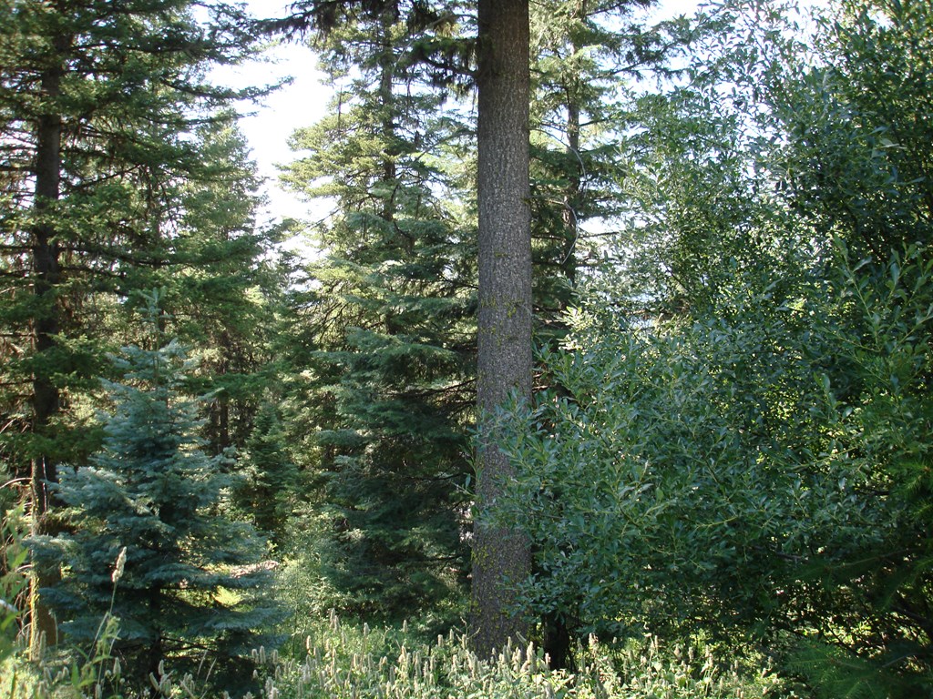 Lot 68 Aspen Ridge Lane, Unit 68 McCall, ID 83638 - Photo 2 of 9
