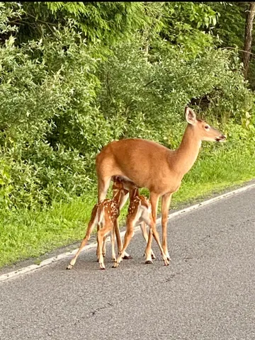 $2,250 | 71 Dogwood Drive, Jim Thorpe, PA 18229