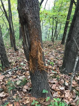 $900,000 | 0 Outlet Road, Valmeyer, IL 62295