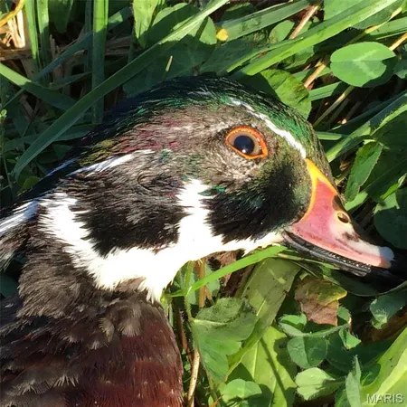 $900,000 | 0 Outlet Road, Valmeyer, IL 62295