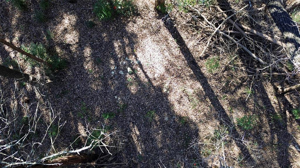 1917 Juniper Ridge Road Cedar Hill, TX 75104 - Photo 21 of 23 a view of tree