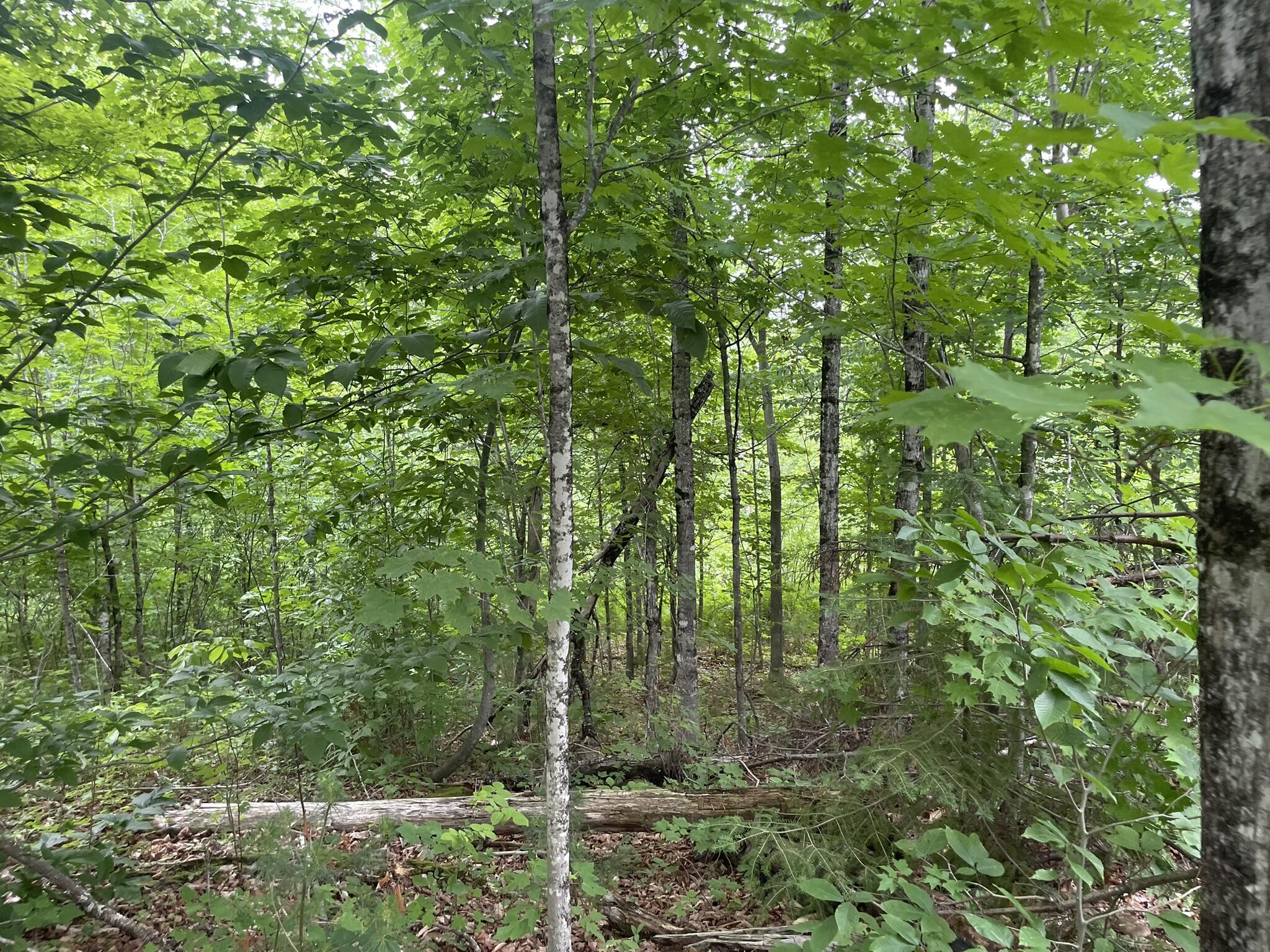 19 Swan Road New Sharon, ME 04955 - Photo 93 of 124 IMG_6296