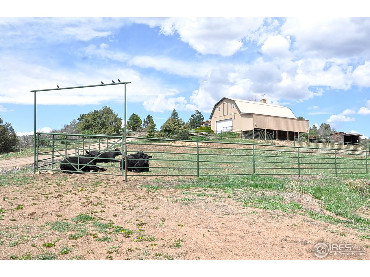 439 Redtail Ridge Way Bellvue, CO 80512 - Photo 3 of 25 a view of a entertaining space