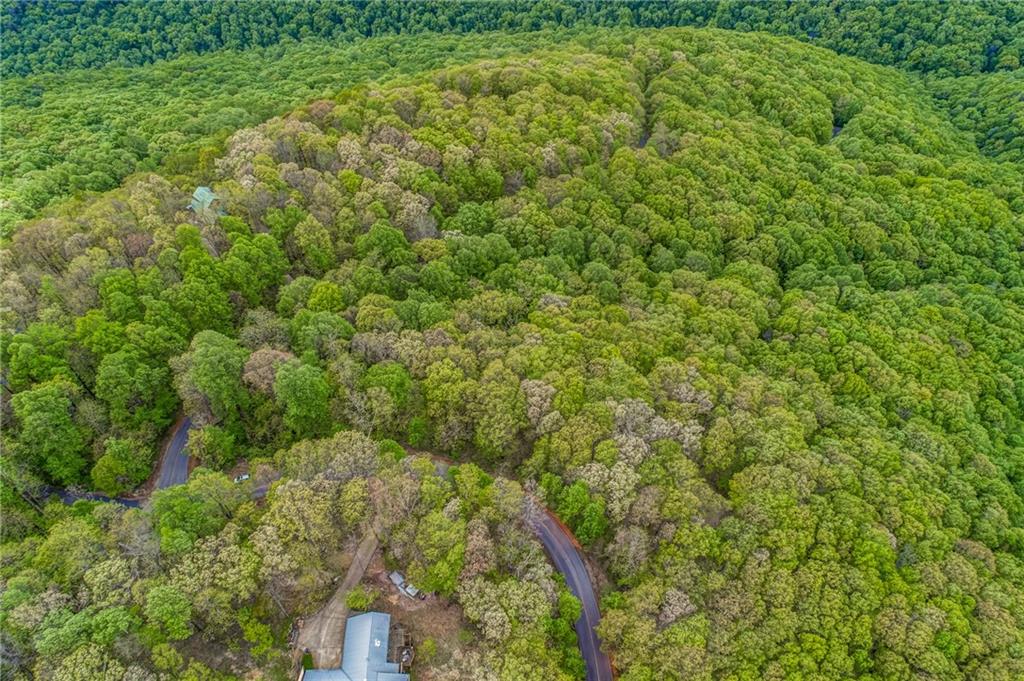 0 High Cliff Road Jasper, GA 30143 - Photo 33 of 38 a view of a forest with plants