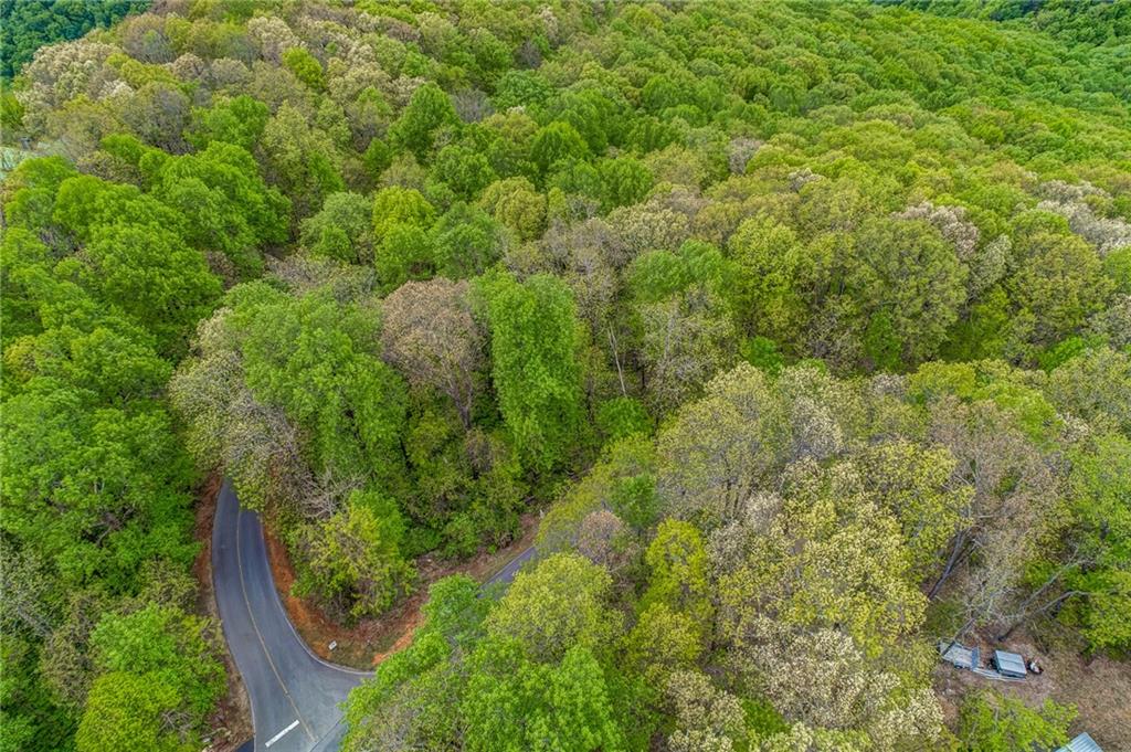 0 High Cliff Road Jasper, GA 30143 - Photo 35 of 38 a view of a forest that has a tree