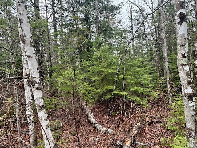 3012 Ridge Road Kingfield, ME 04947 - Photo 2 of 4 lot trees
