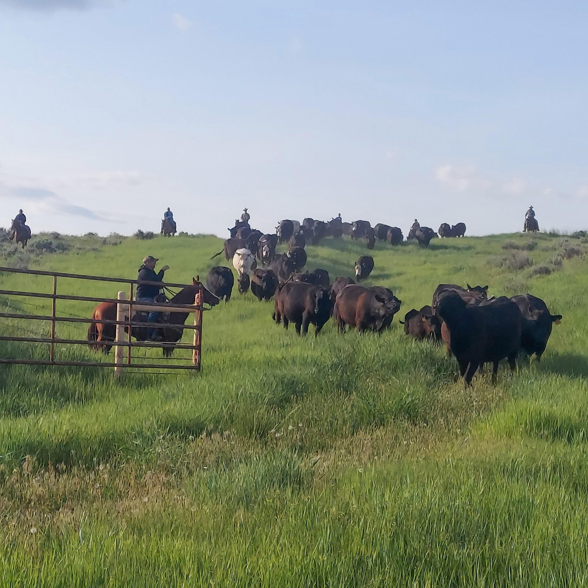 593 Lower Prairie Dog Road Sheridan, WY 82801 - Photo 136 of 142 4360087835400637196