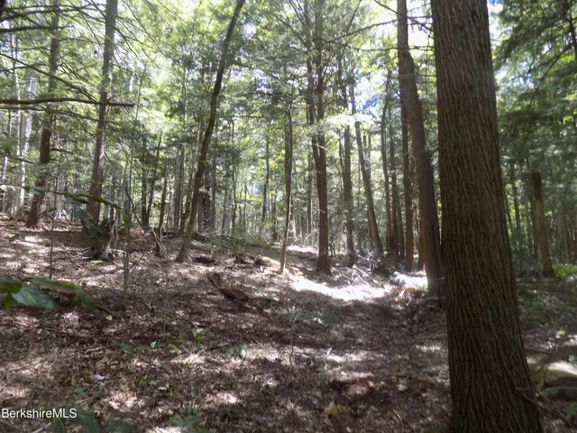 a view of a tree in a yard