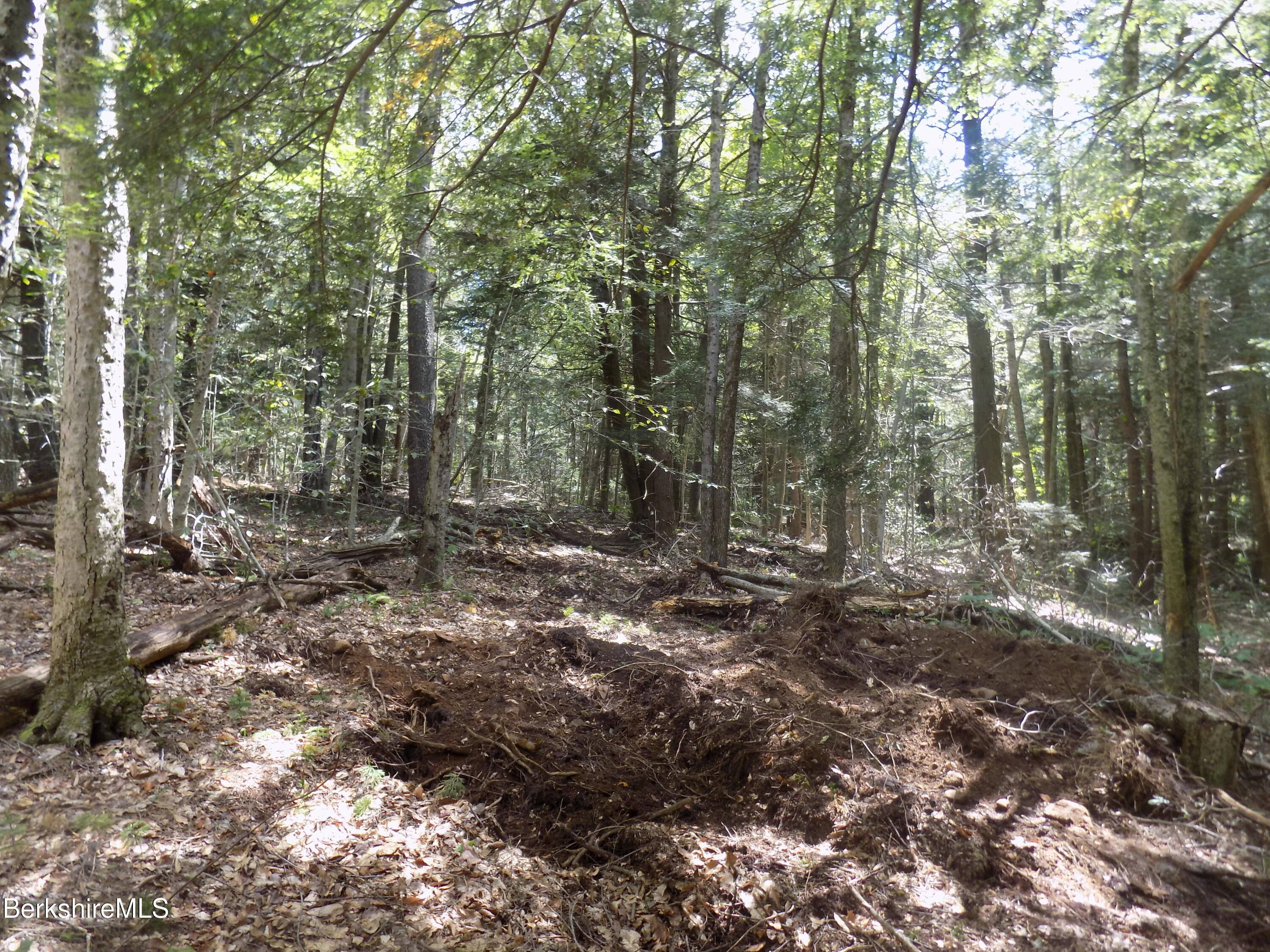 0 Moberg Road Becket, MA 01223 - Photo 6 of 9 a view of a forest with trees in the background