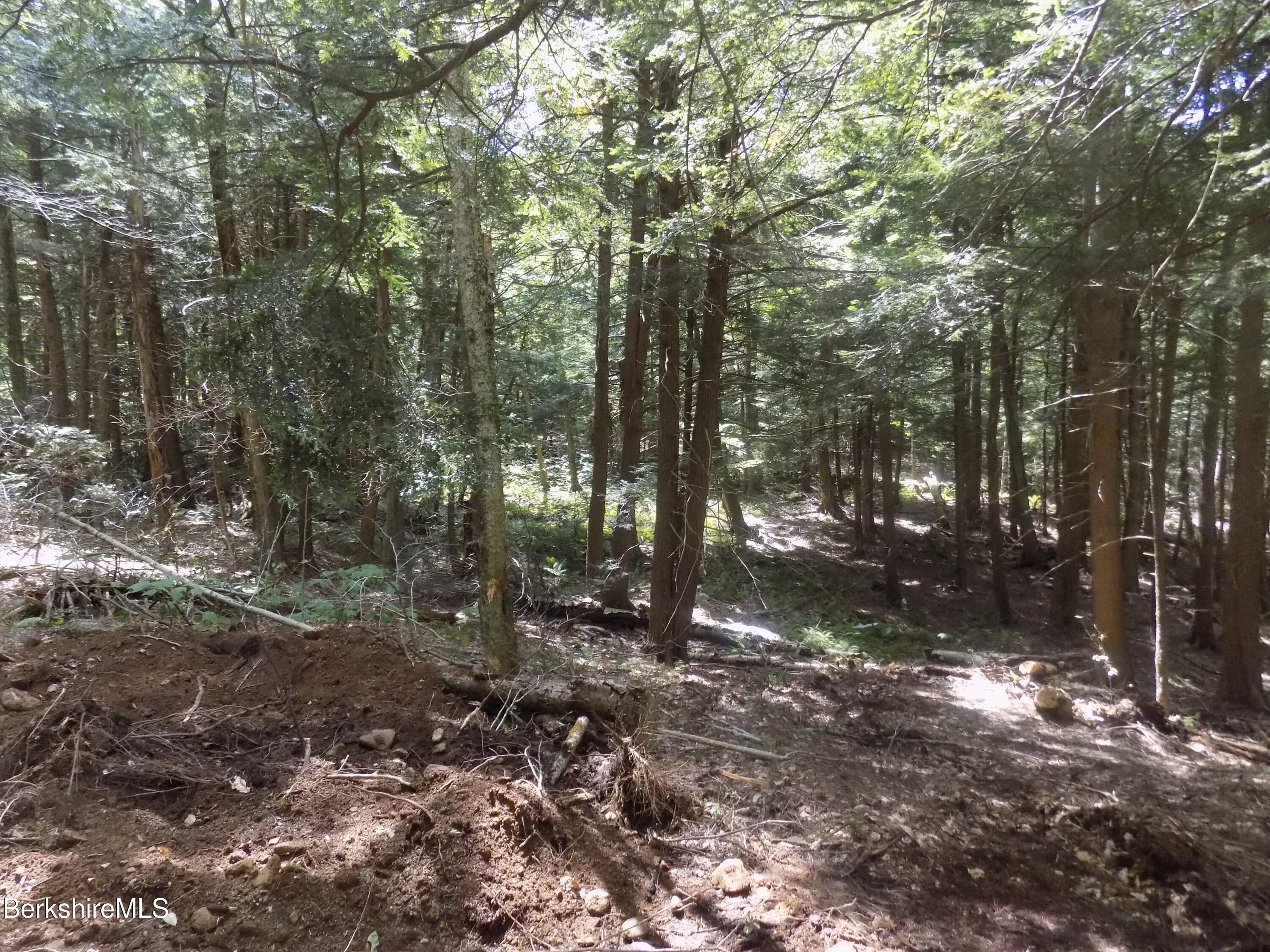 0 Moberg Road Becket, MA 01223 - Photo 7 of 9 a view of a forest with trees