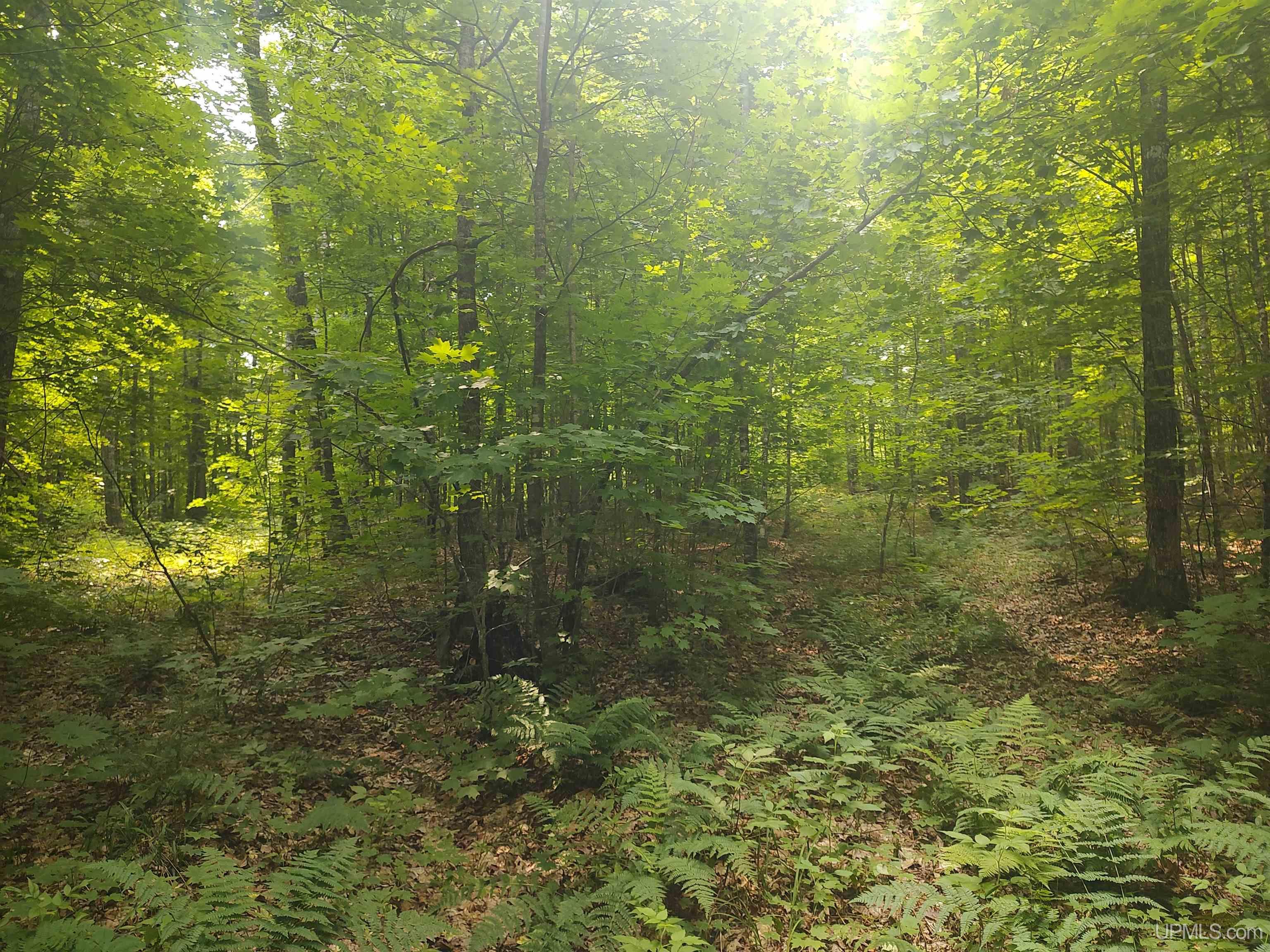 60-acres Sleepy Hollow Road Ishpeming, MI 49849 - Photo 16 of 29