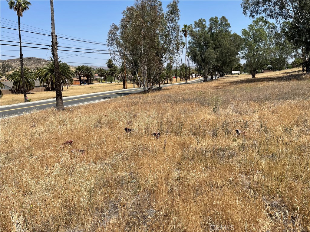 16 Riverside Drive Lake Elsinore, CA 92530 - Photo 29 of 34 a view of a yard with plants and trees