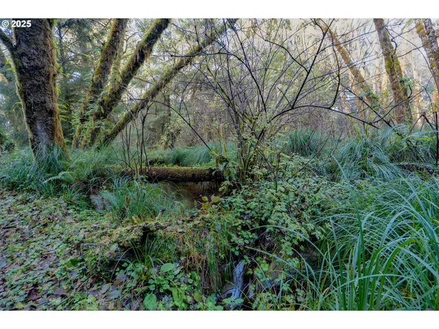 a view of a garden with plants and trees