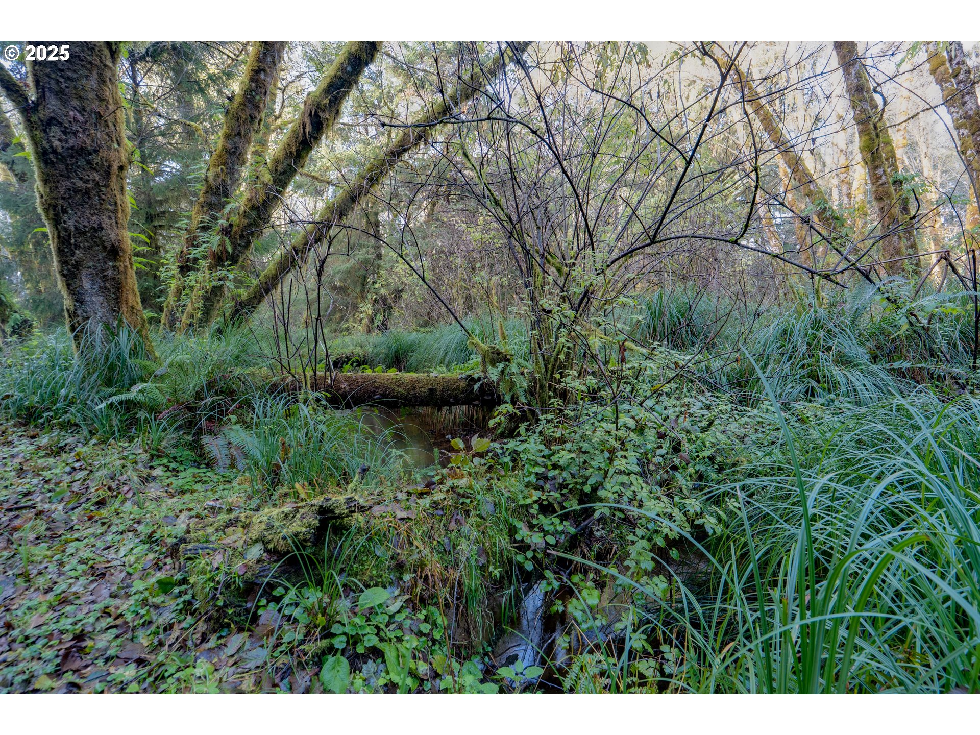 85863 Highway 101 Seaside, OR 97138 - Photo 18 of 23 a view of backyard with green space
