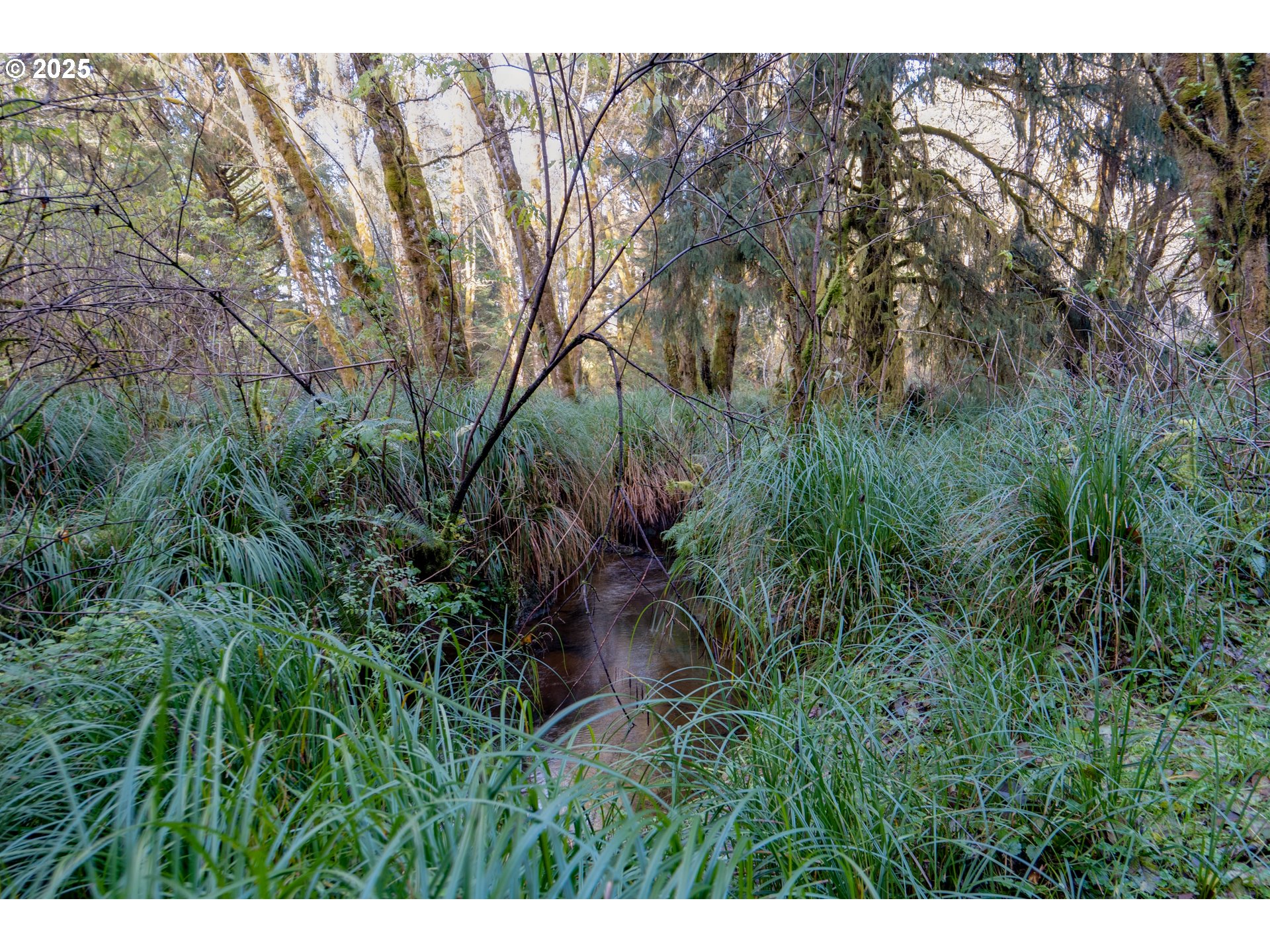 85863 Highway 101 Seaside, OR 97138 - Photo 19 of 23 a view of a garden with plants and trees