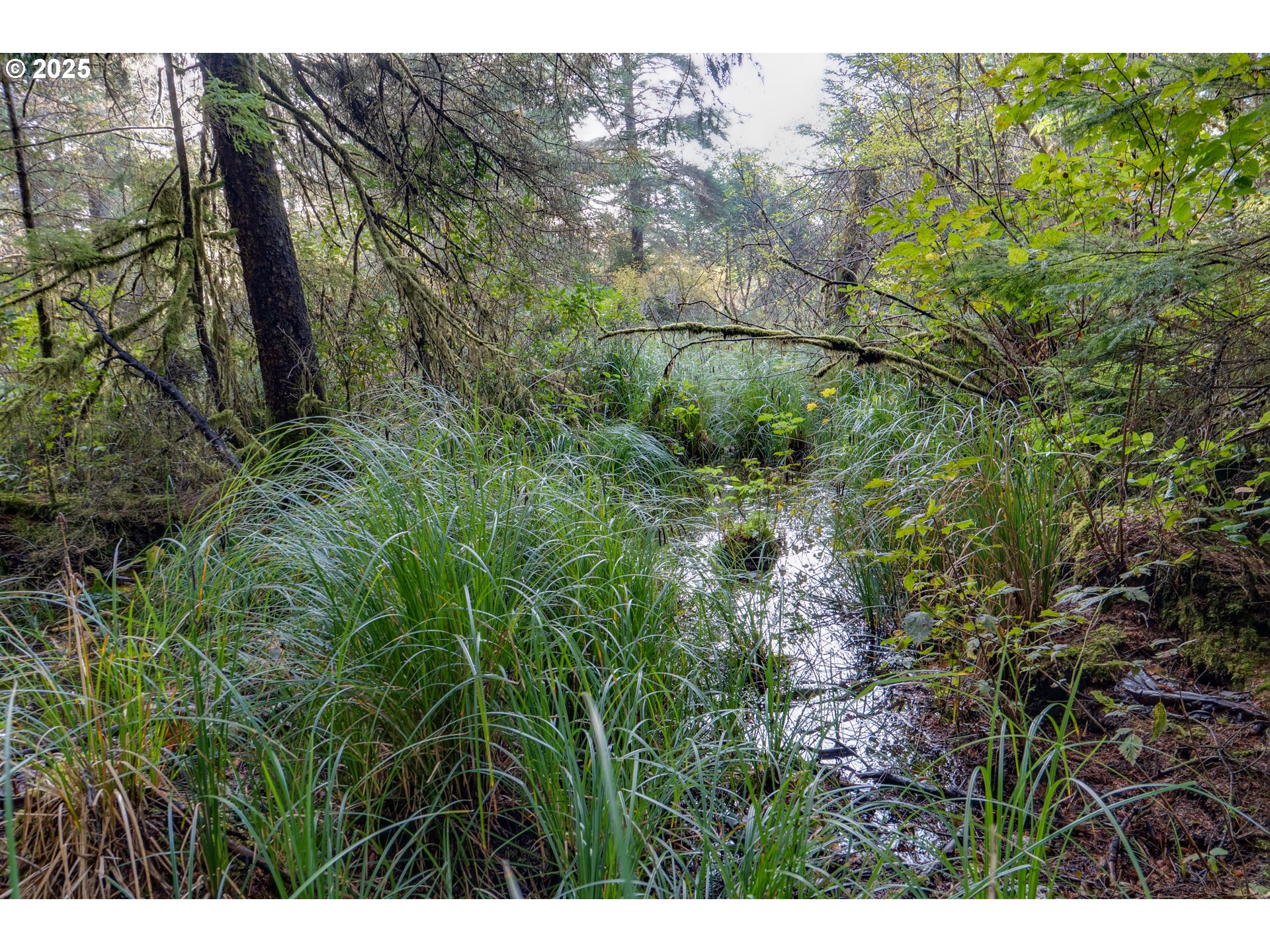 85863 Highway 101 Seaside, OR 97138 - Photo 21 of 23 a view of a plant in a garden