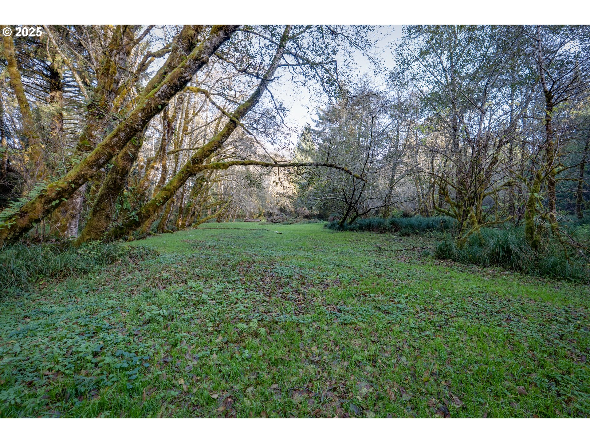 85863 Highway 101 Seaside, OR 97138 - Photo 22 of 23 a view of a big yard with large trees