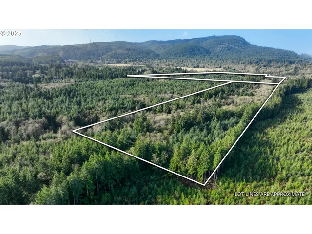 a open area with trees in the background