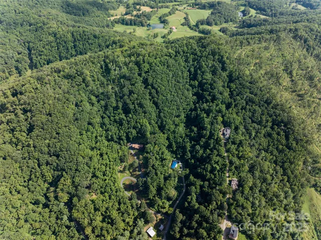 view of a lush green forest
