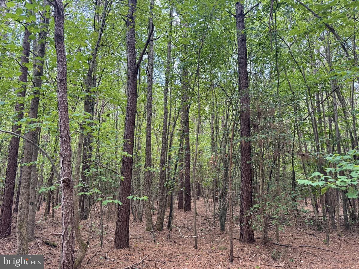 Salisbury Rd Spring Grove Spring Grove, VA 23881 - Photo 20 of 23