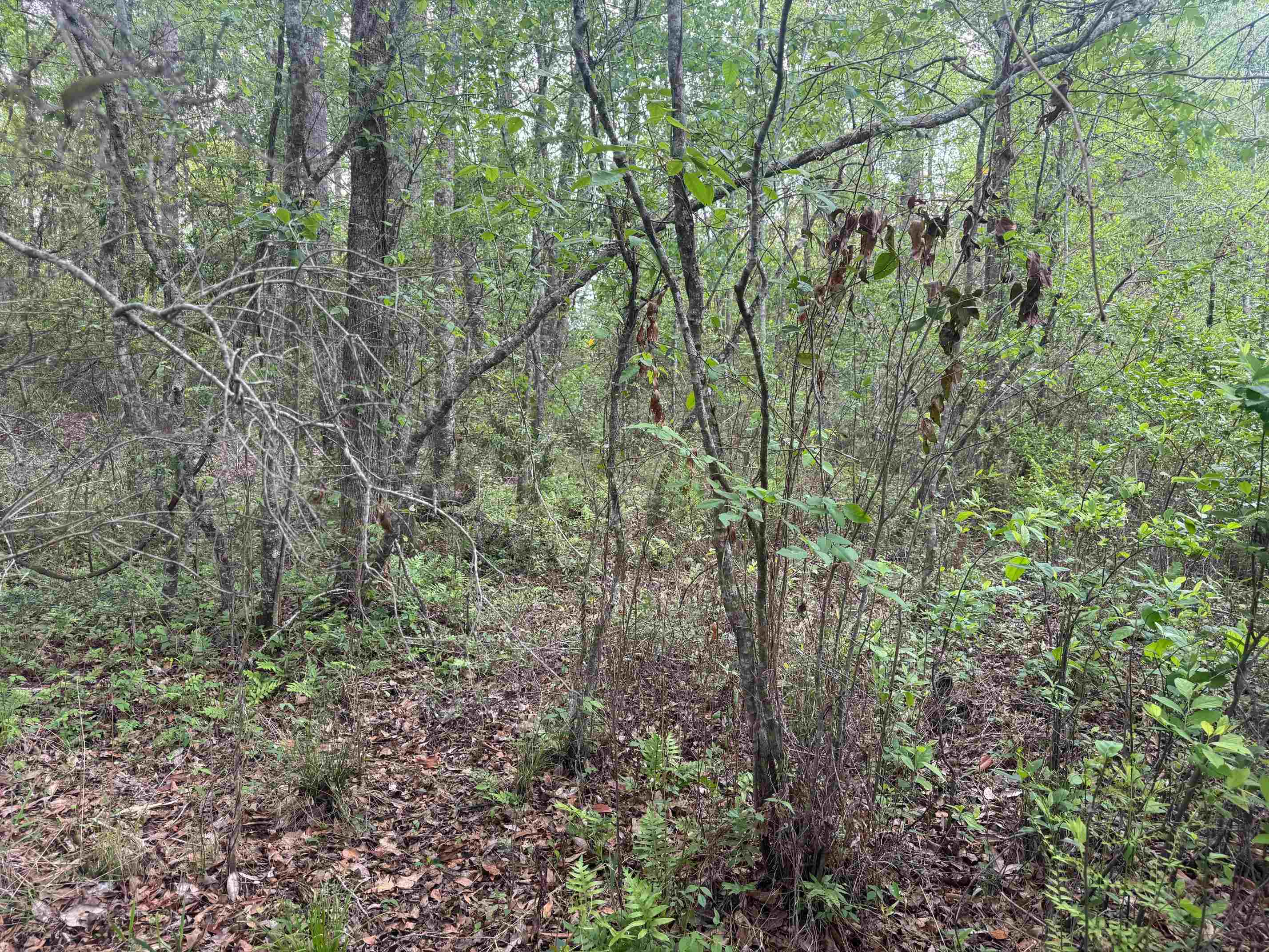 0 Co Road Andalusia, AL 36420 - Photo 26 of 34 Gallery Image 26