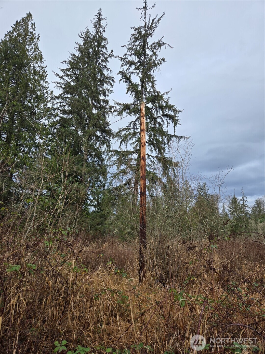 2121 Creswell Road Snohomish, WA 98290 - Photo 11 of 21 a view of a forest