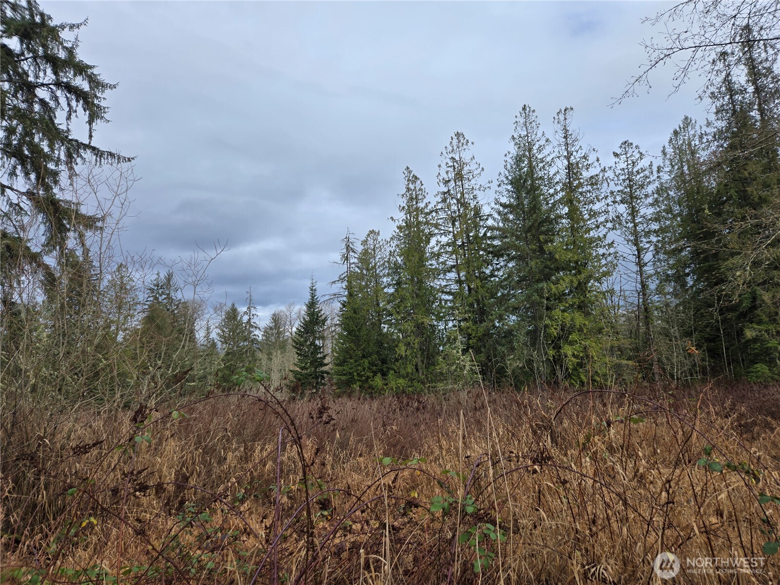 2121 Creswell Road Snohomish, WA 98290 - Photo 4 of 21 a view of a forest with trees in the background