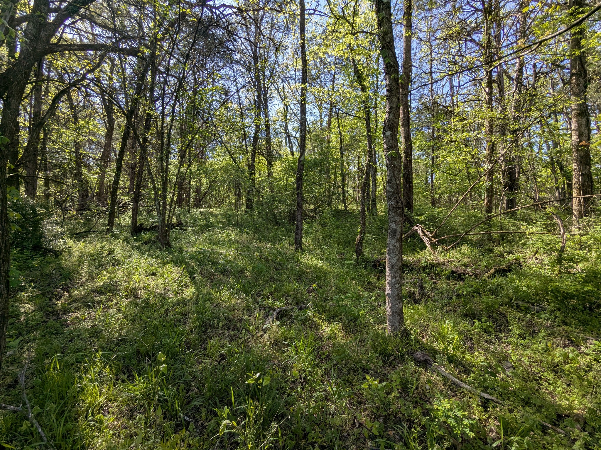 5 Old Stage Road Ardmore, TN 38449 - Photo 2 of 15 a view of a forest
