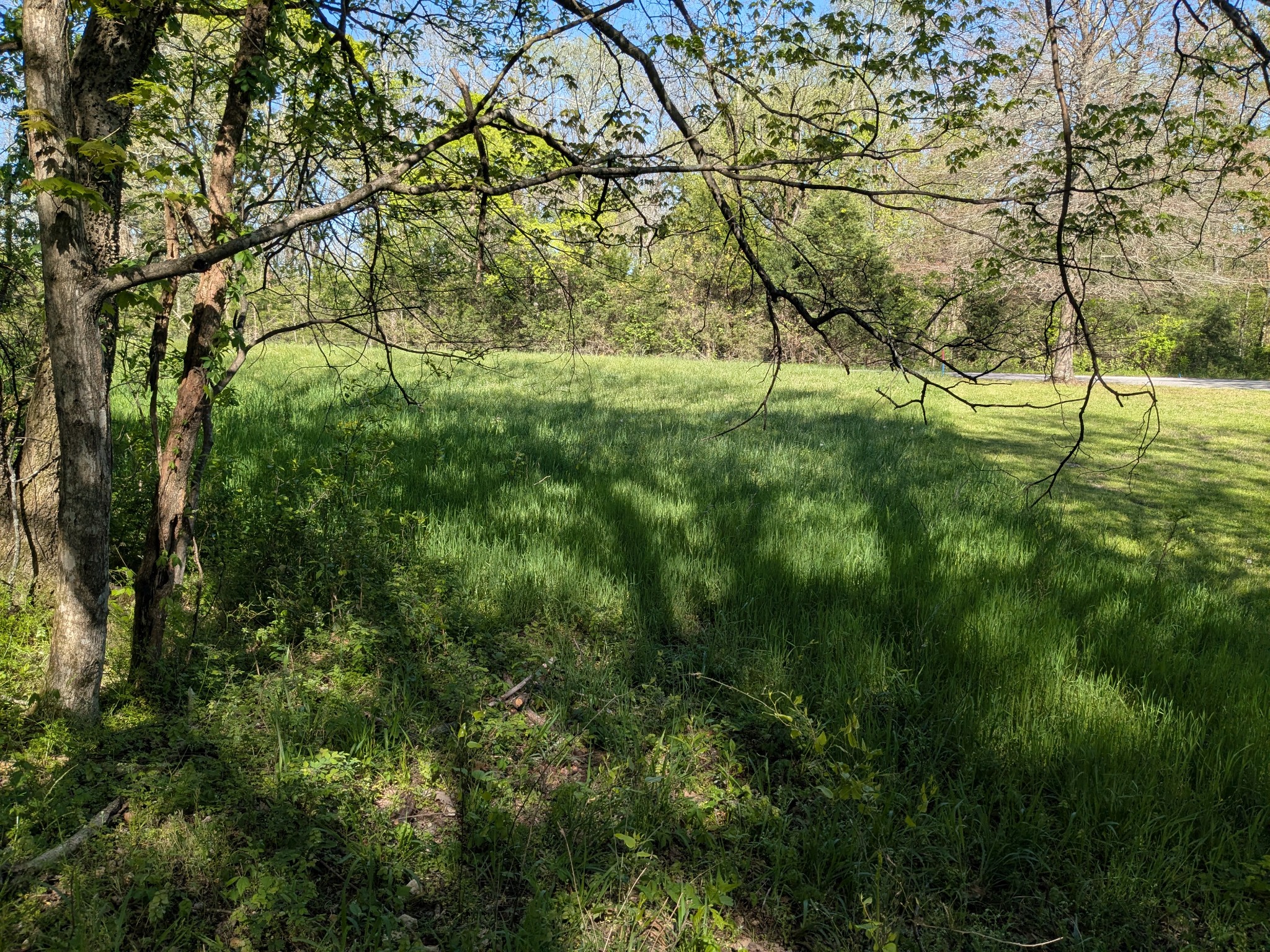 5 Old Stage Road Ardmore, TN 38449 - Photo 3 of 15 a view of yard with green space