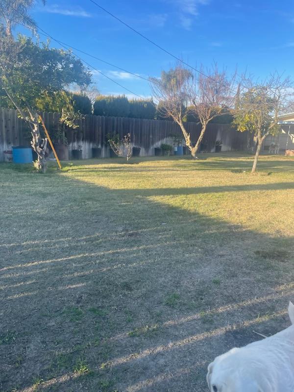 229 E Street Los Banos, CA 93635 - Photo 5 of 9 a view of a swimming pool with a yard and a large tree