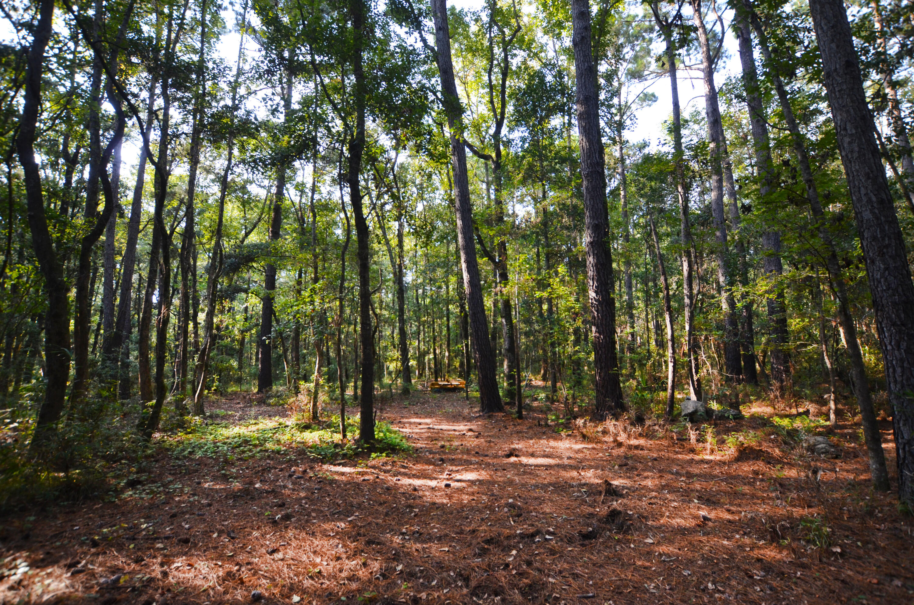 564 Dupre Road McClellanville, SC 29458 - Photo 14 of 17 Interior4