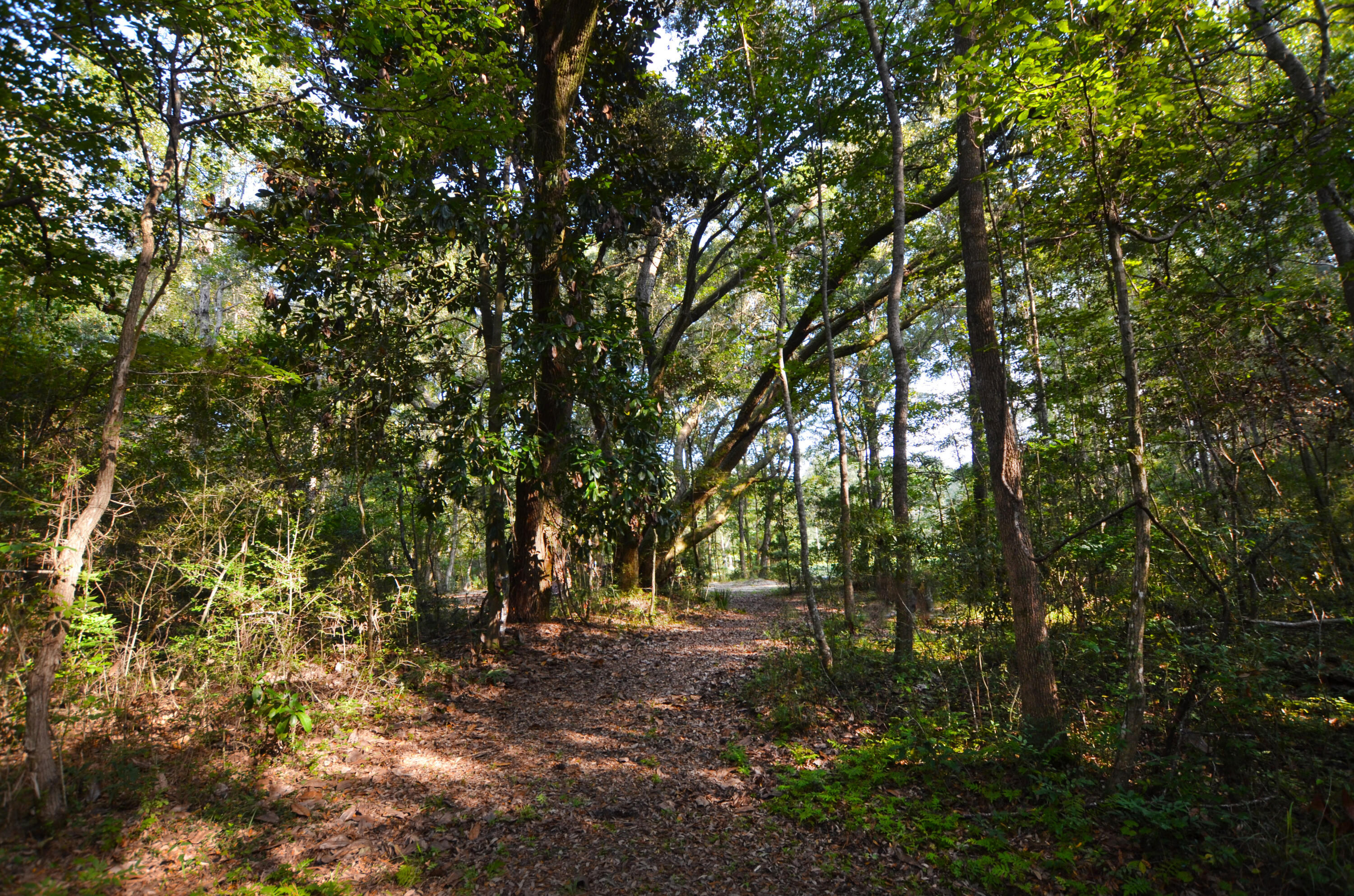 564 Dupre Road McClellanville, SC 29458 - Photo 15 of 17 Interior5