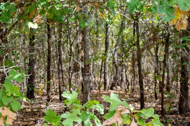 a backyard of a house with a garden