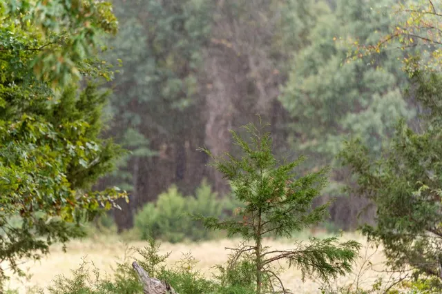 a view of a yard with a tree