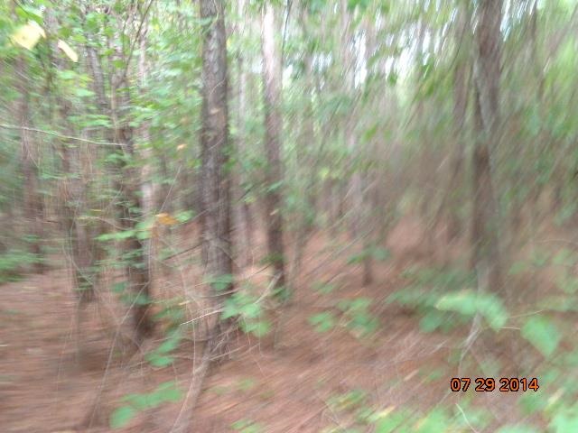 0 Joe Black Road, Unit 39 4 ACRES Pelzer, SC 29669 - Photo 11 of 22