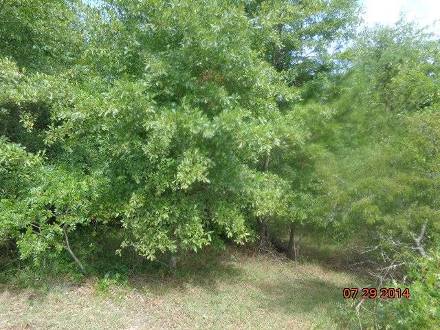0 Joe Black Road, Unit 39 4 ACRES Pelzer, SC 29669 - Photo 3 of 22