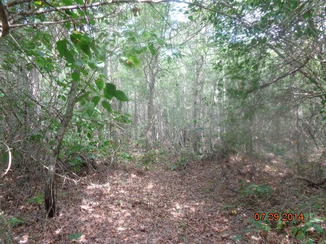 0 Joe Black Road, Unit 39 4 ACRES Pelzer, SC 29669 - Photo 5 of 22