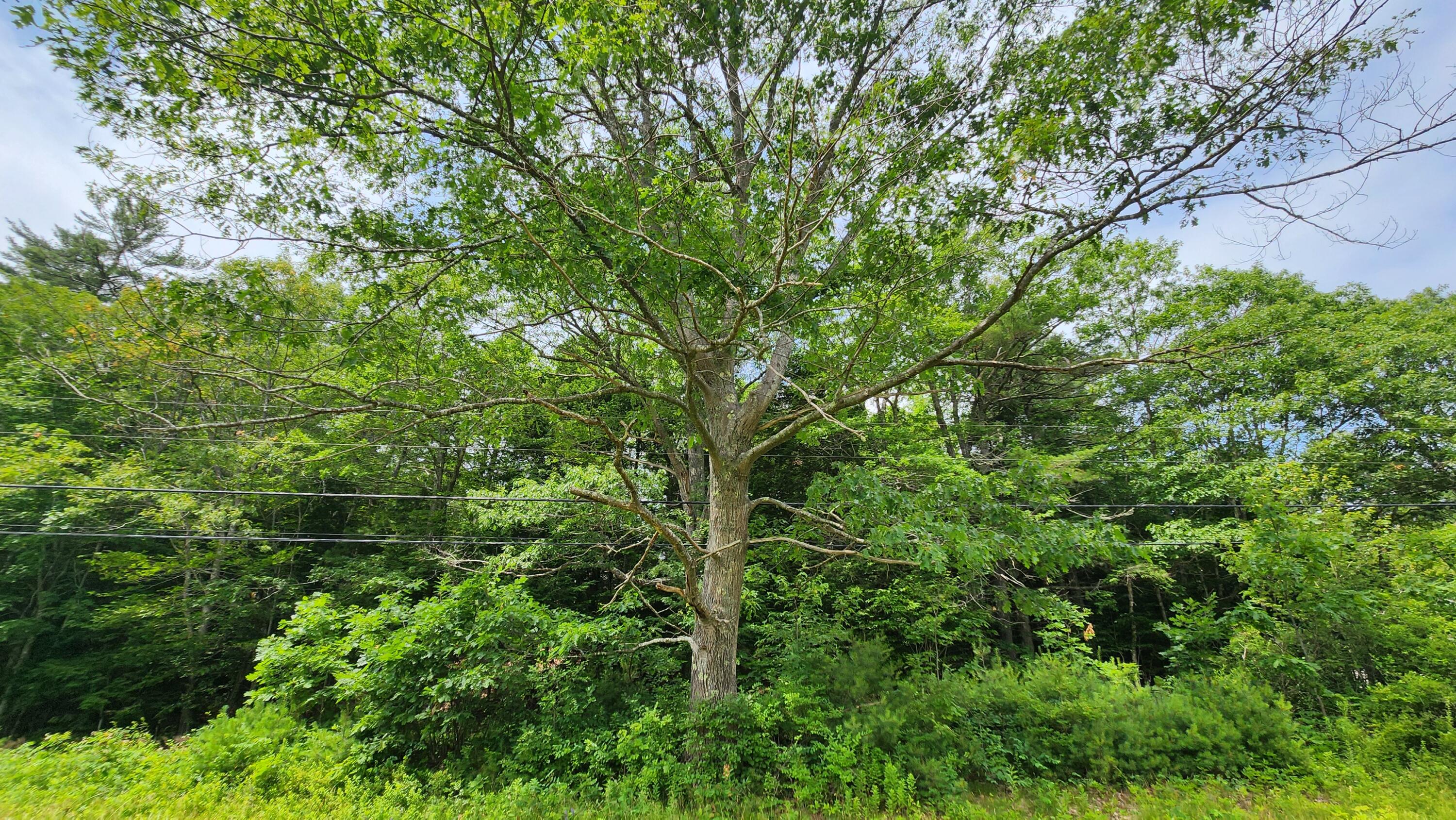 0 Dana Mill Road Woolwich, ME 04579 - Photo 21 of 26 20250708_113746