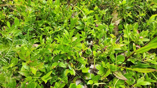 $135,000 | 0 Dana Mill Road, Woolwich, ME 04579